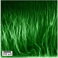 Un exemple de réseau que peuvent former des poils de polymères dans une solution où circule un courant alternatif. Ces motifs peuvent aussi être reproduits par impression, mais de manière moins fidèle. © Alexey Snezhko, Igor Aronson, Argonne National Laboratory, cc by nc sa 2.0