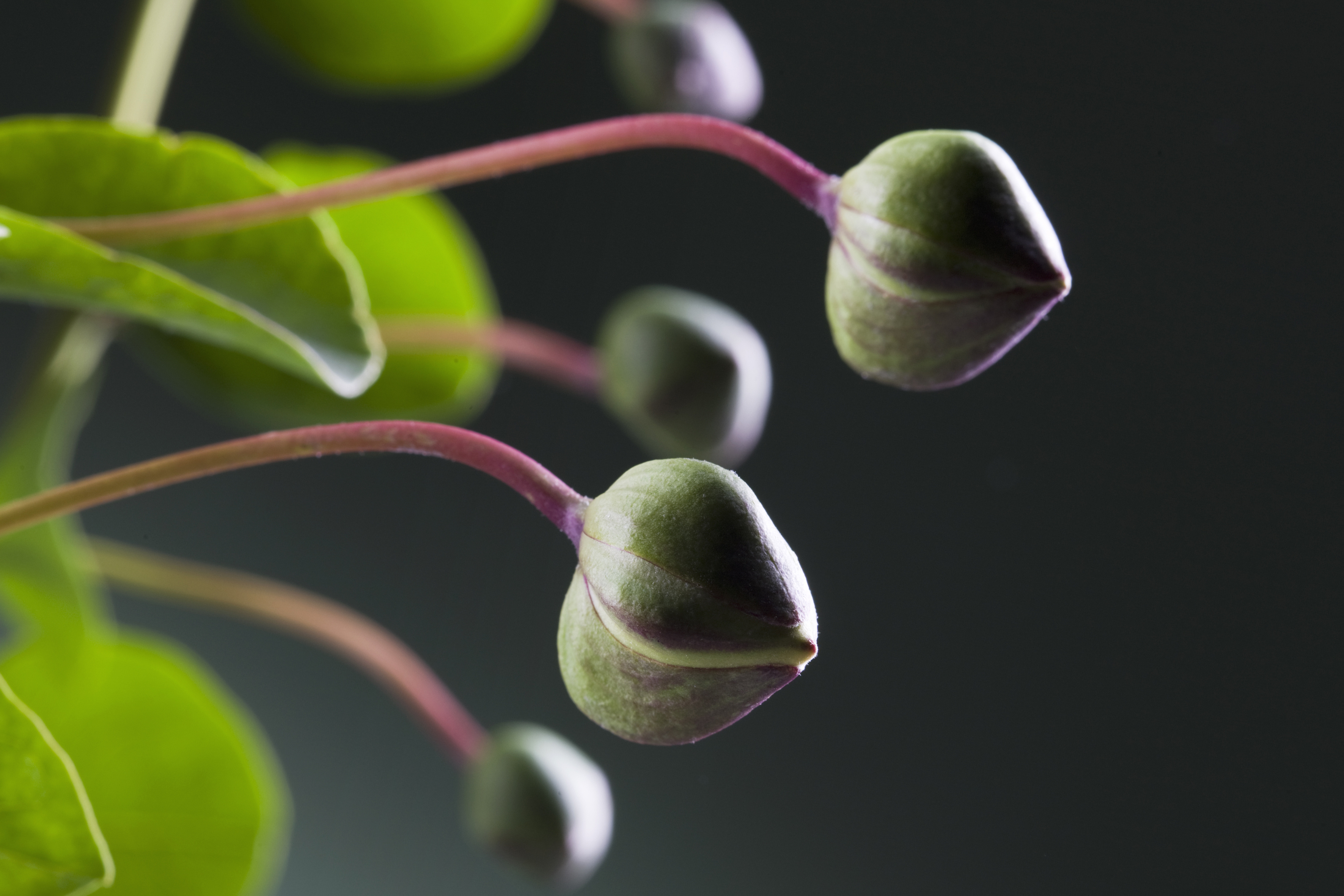 Les câpres sont produites à partir des boutons floraux du câprier commun (Capparis spinosa) ou du câprier ovale (Capparis ovata), avant d'être utilisés comme condiments. Notamment dans la cuisine méditerranéenne. © Fotogiunta, Adobe Stock