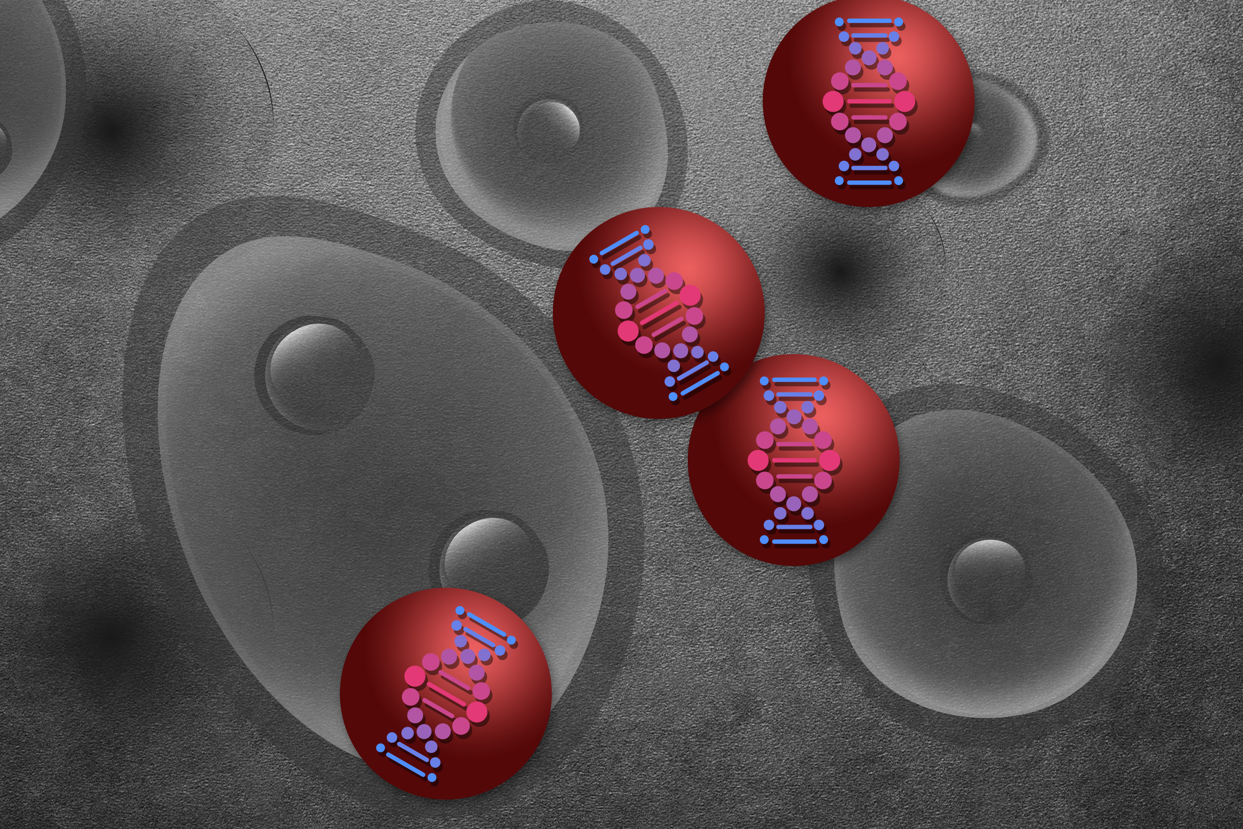 L’inhalation, une nouvelle voie d’administration plus efficace pour les thérapies géniques. © Christine Daniloff, MIT