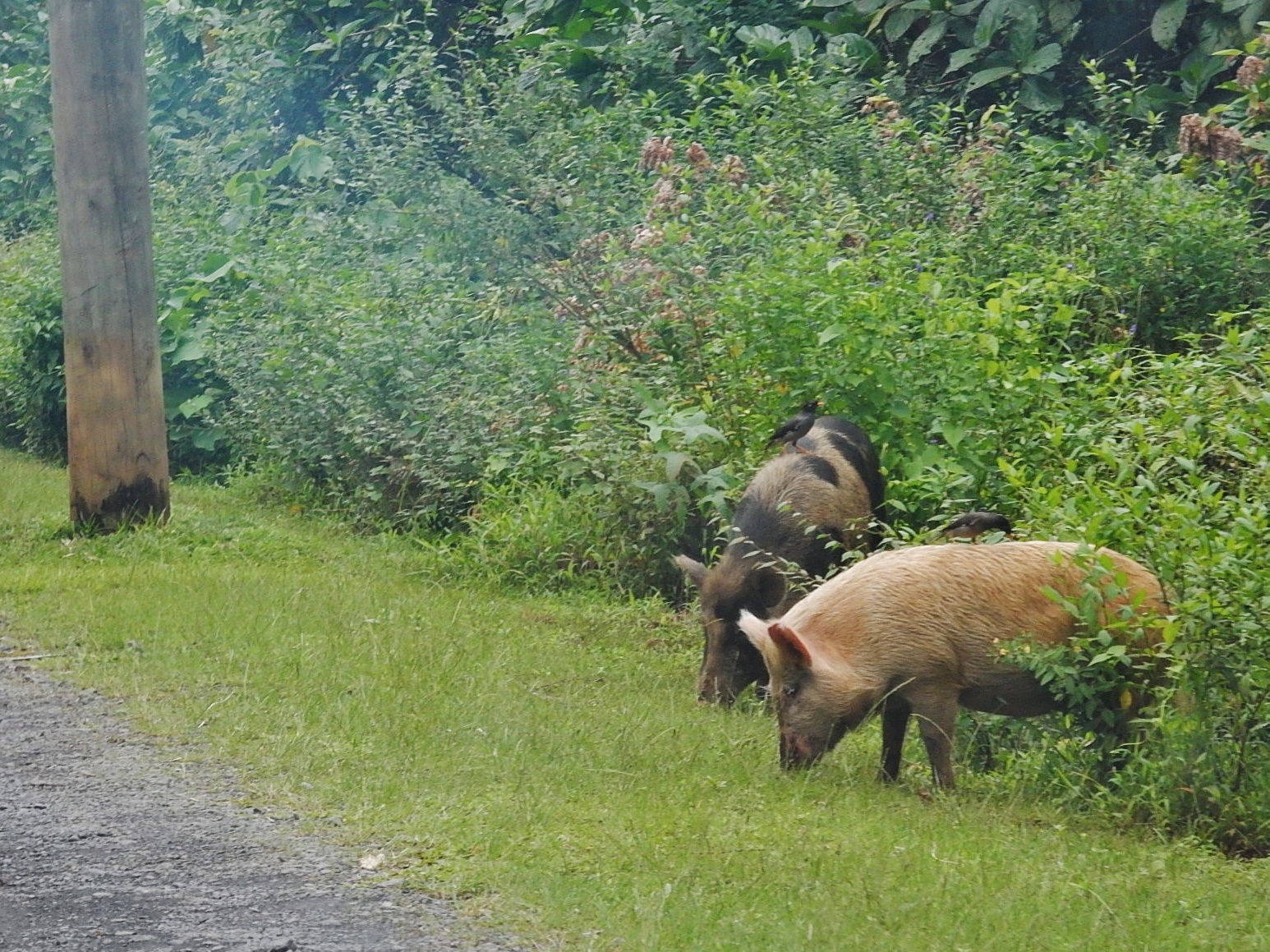 Après l’évacuation de la zone radioactive à Fukushima, 30.000 cochons issus des élevages aux alentours ont été relâchés dans la nature. © Michael Coghlan, Flickr