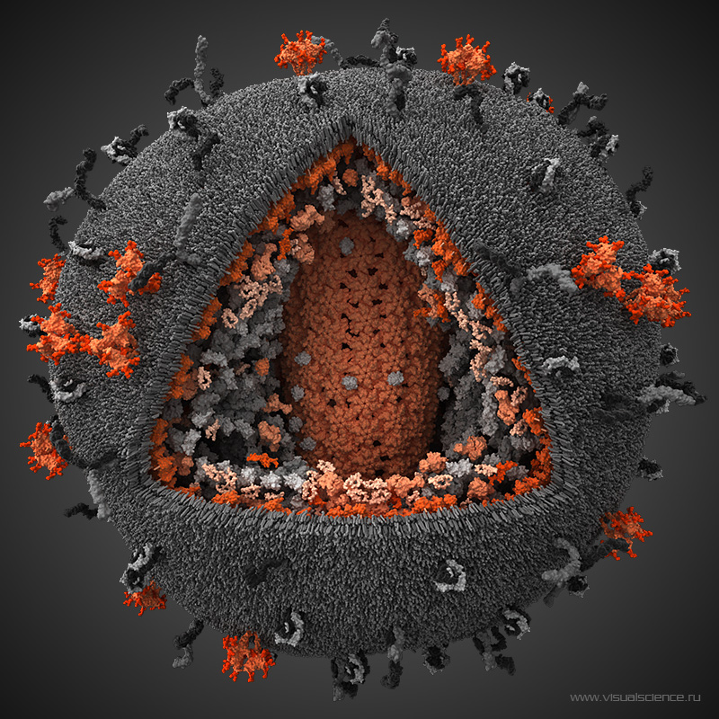 Des patients atteints du virus du Sida ont vu leur taux de cellules immunitaires remonter grâce à un nouveau traitement. © http://visualscience.ru/en/ 