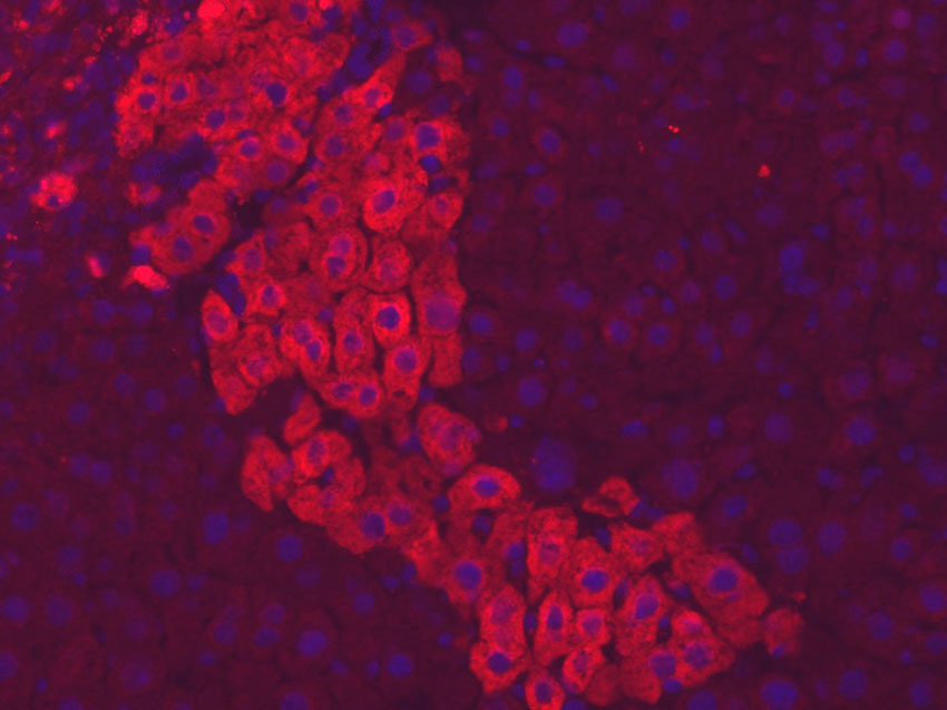 Cellules iPS humaines différenciées en hépatocytes (en rouge) dans une coupe de foie de souris. Les noyaux des cellules sont visibles en bleu. © Institut Pasteur