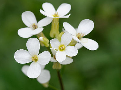 Floraison de l’Arabette des dames (Arabidopsis thaliana), plante de la famille des Brassicacées dont l’aire de répartition va de l’Europe jusqu’à l’Asie en passant par l’Afrique du Nord et le Moyen-Orient. © Marie-Lan Nguyen, Wikimedia Commons, CC by 2.5