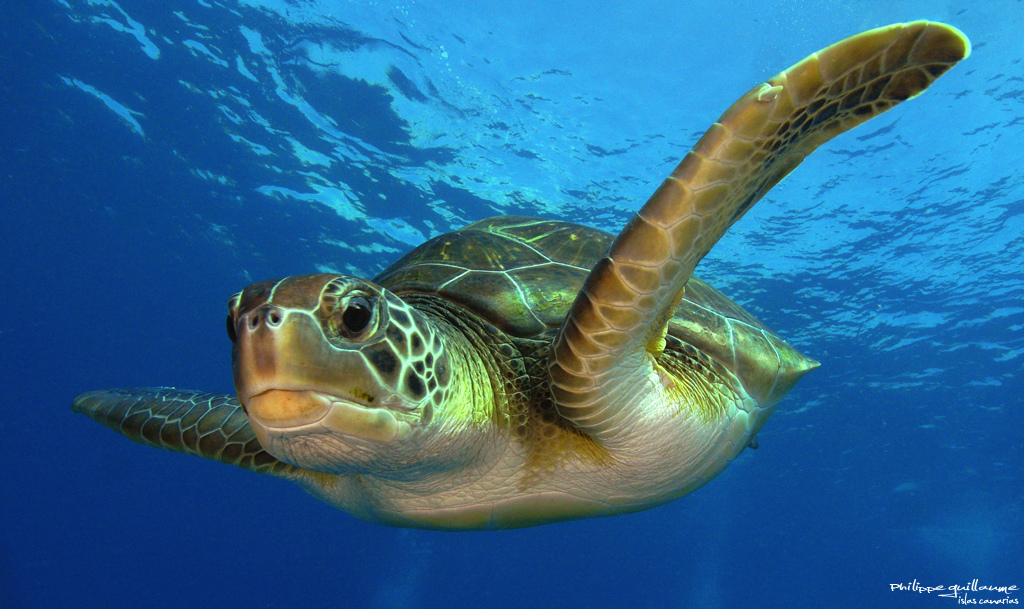 Le sanctuaire Kermadec, près de la Nouvelle-Zélande, abrite de nombreuses espèces marines comme cette tortue verte. © Philippe Guillaume, Flickr, CC by-nc 2.0