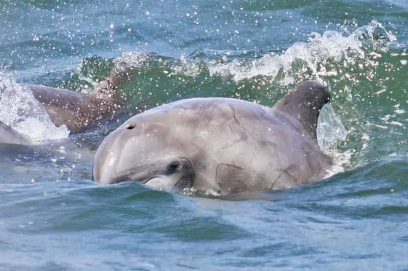 Atlantic City: Dolphin Watching Ocean Cruise Adventure | GetYourGuide