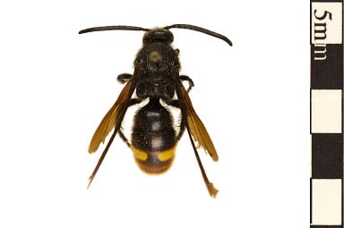 German Wasp