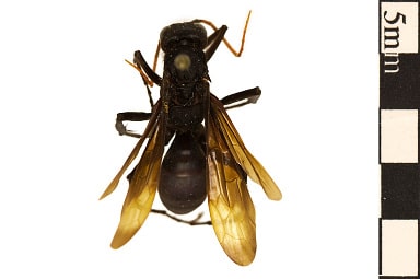 Great Black Wasp