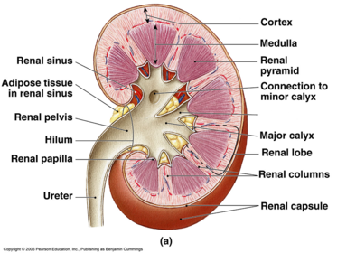 Kidney Structure | Flashcards