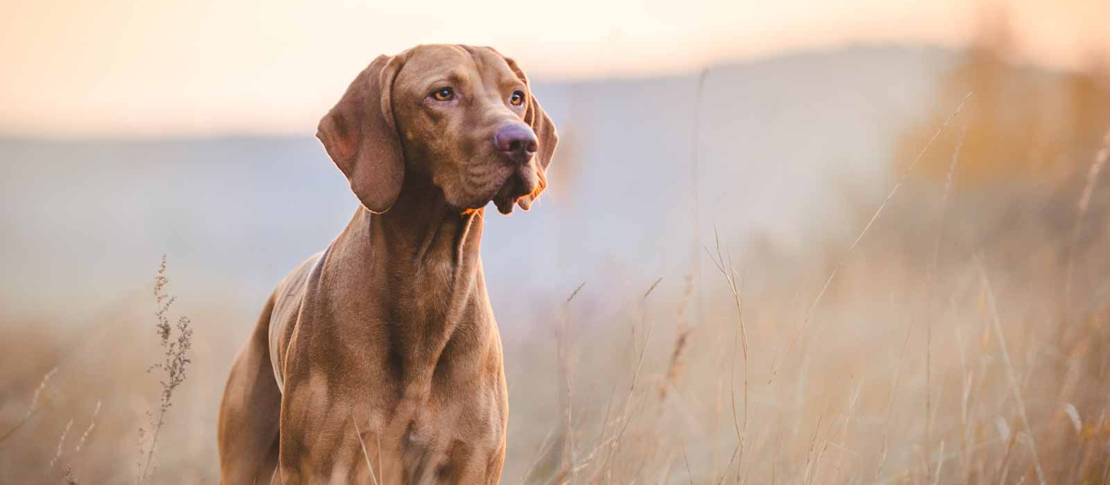 Vizsla