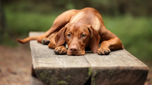 Vizsla