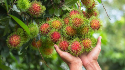 buah rambutan