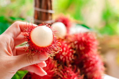 ibu hamil makan rambutan