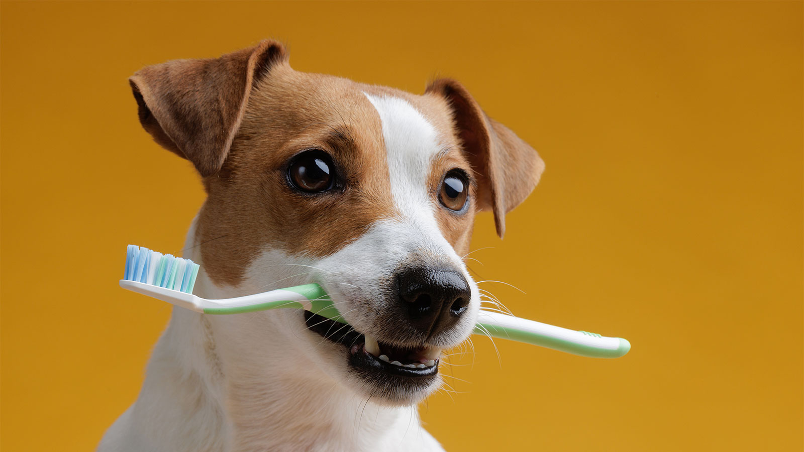 Why Do Dogs Brush Their Teeth at Keith Pelletier blog