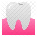 Tooth Gum Molar Icon