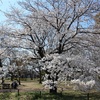  多摩川桜百景　－33. 大木島自然公園－ 