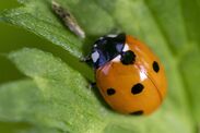 ladybirds infest uk homes anyone