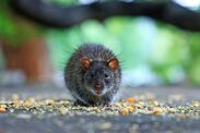 uk council urged scrap rat tax bin strikes