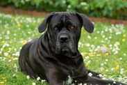 cane corso dangerous dogs warning