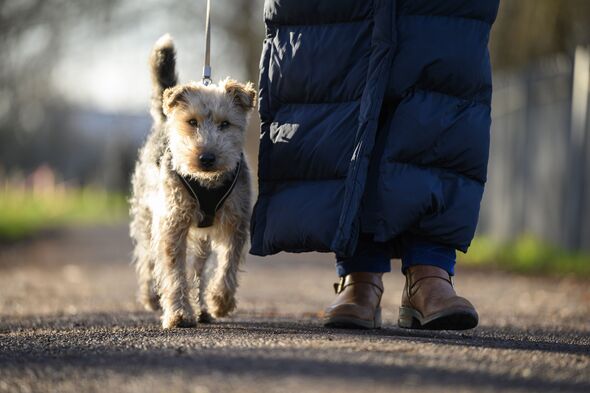 warning issued dogs walk january