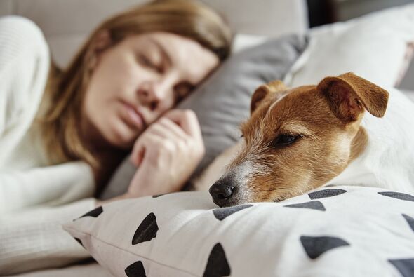 dog sleep in bed viral