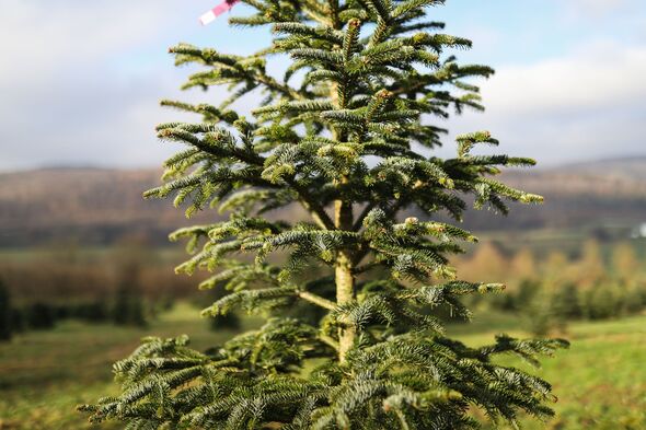 Christmas tree spikes anti-cancer special tea