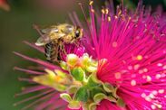 bees die after stinging brutal 