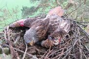 birds of prey targeted game killings rspb