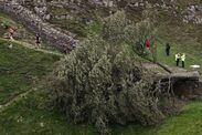 trees sycamore gap better protections