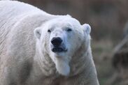 polar bears roamed britain fossils scotland 