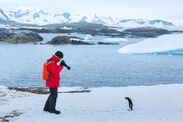 penguin has polite encounter people