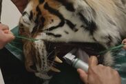 Tiger drastic surgery left blind camera flashes 