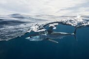 sharks in UK sea dangerous swimming 