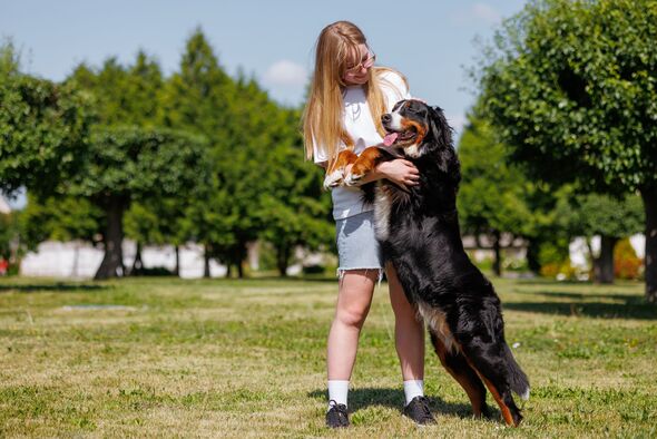 dog training warning sign stop touching pet