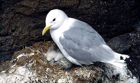 seagulls threat plastic chemicals