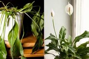 how to revive peace lilies