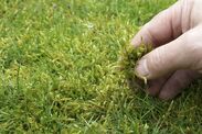 how to remove moss lawns naturally