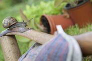 stop slugs snails ruining gardens