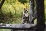 how to deter cats feline garden plants 