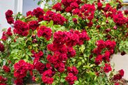 how to prune roses now january 