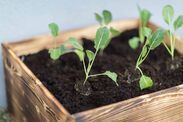 monty don vegetable plant winter