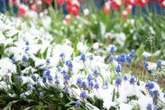 three simple garden tasks stop frost