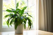 how to make peace lily bloom 