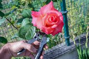 gardeners urged january job roses spring