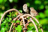 garden warning sparrows