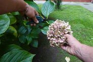 when to prune hydrangeas winter