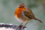 storm eowyn warning bird feeders garden