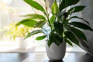 peace lily bloom flowers tips 