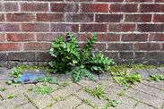 how to remove patio weeds