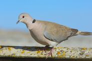 warning issued anyone doves pigeons