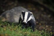 warning issued anyone badgers garden